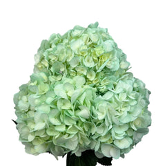 Green Aqua Fresh Hydrangea