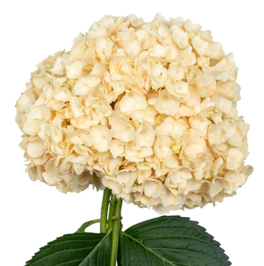 White Arina Salmon Hydrangea