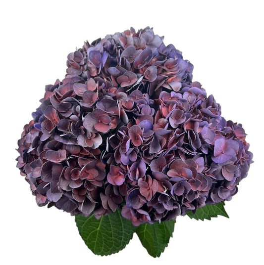 Purple Aubergine Hydrangea