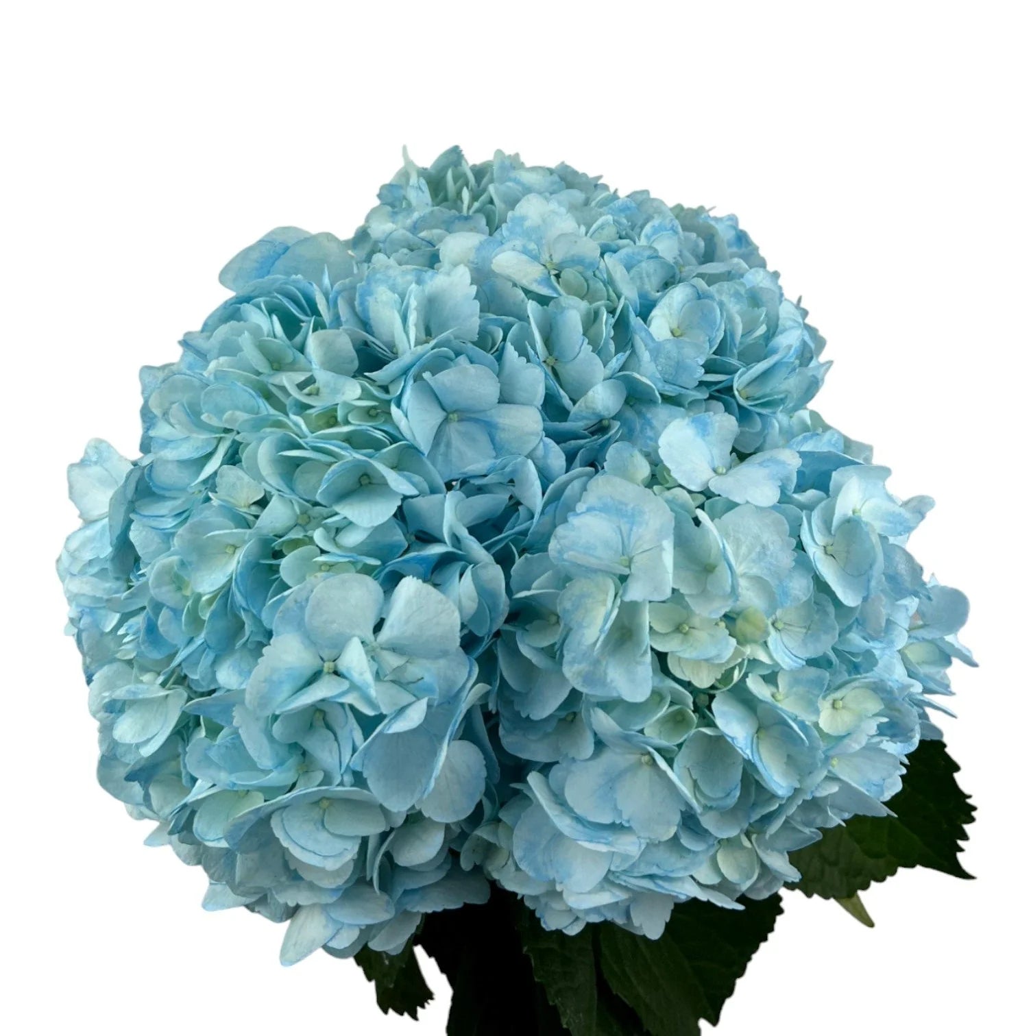 Azure Blue Hydrangea
