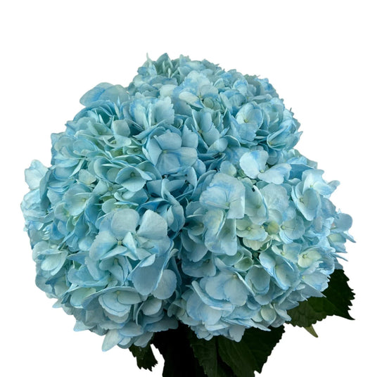 Azure Blue Hydrangea