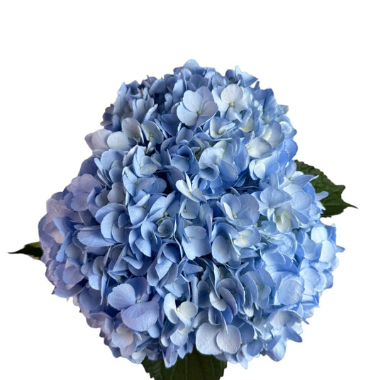 Baby Blue Hydrangea