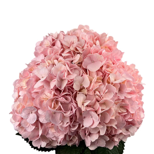 Baby Pink Hydrangea
