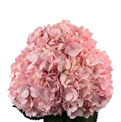 Baby Pink Hydrangea