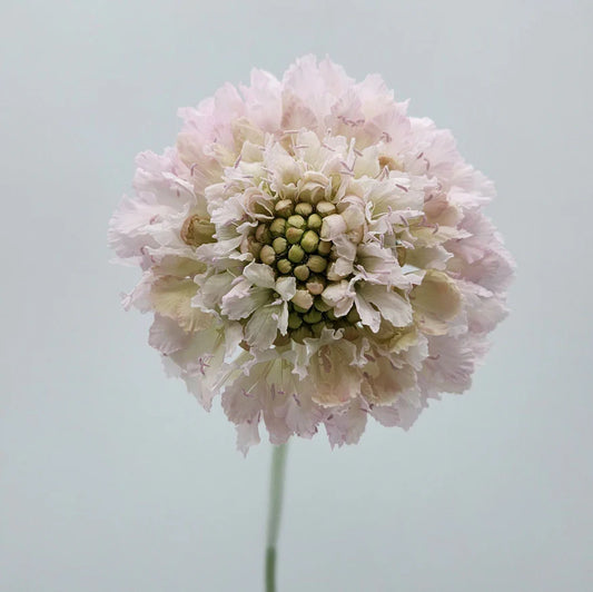 Baby Pink Scabiosas