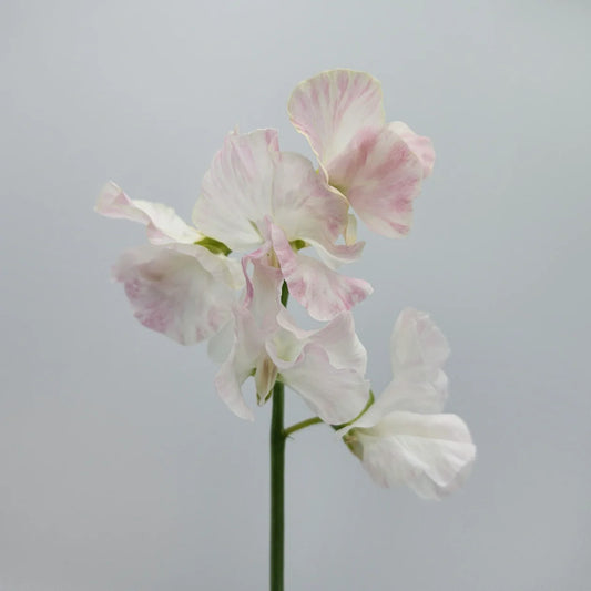 Baby Pink Sweet Pea