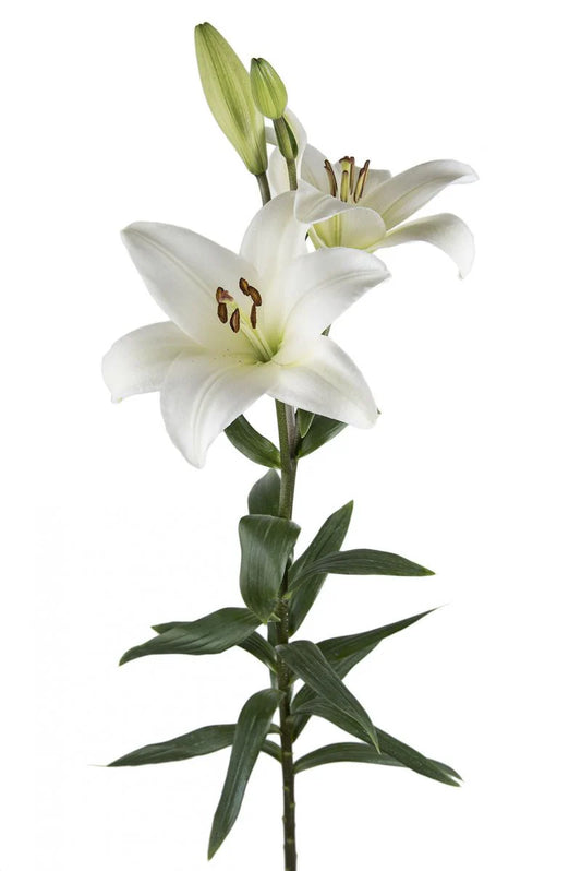 White Bach Asiatic Lilies