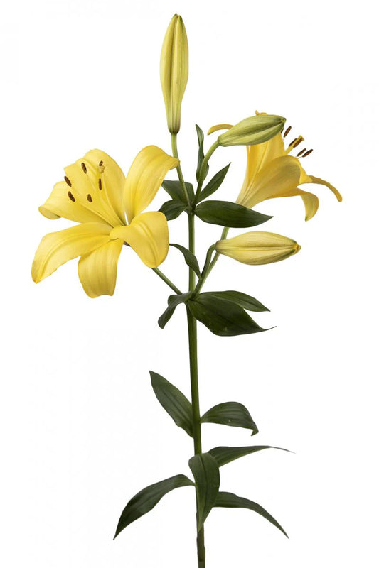 Yellow Beau Soleil Asiatic Lilies