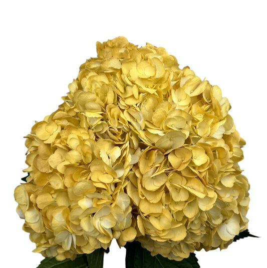 Beige Air Hydrangea