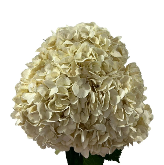 Beige Hydrangea