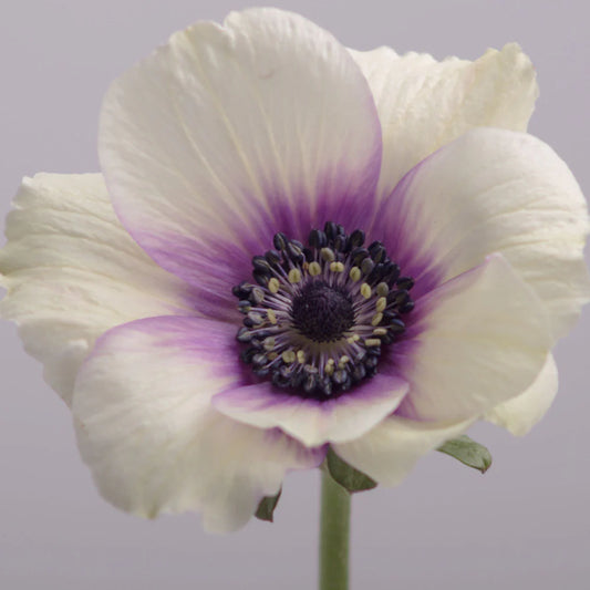 Bicolor Purple Mistral Anemones