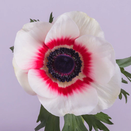 Bicolor Red Mistral Anemones