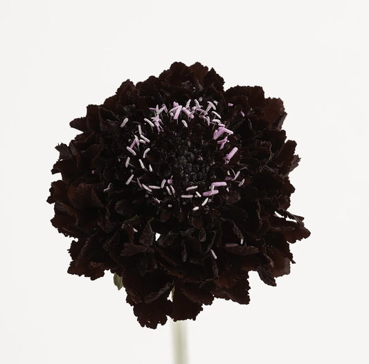 Blackberry Scabiosas
