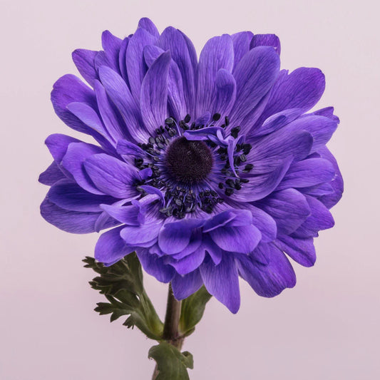 Blue Star Anemones