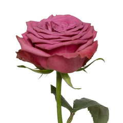 Hot Pink Blueberry Roses
