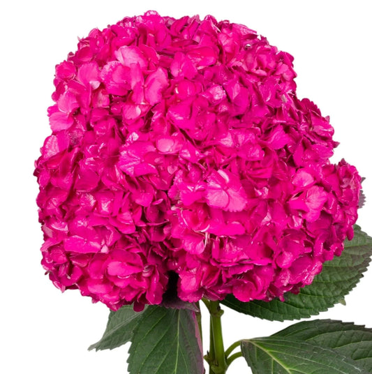 Blush Pink Hydrangea