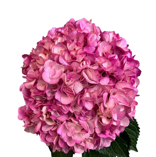 Blush Radiance Hydrangea