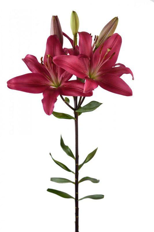 Hot Pink Bourbon Street Asiatic Lilies