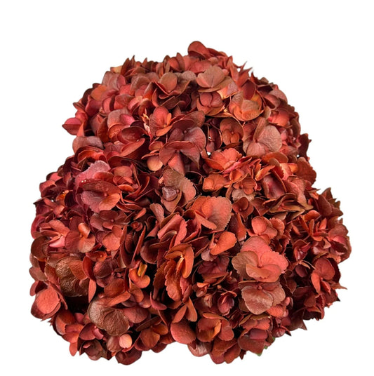 Orange Bronze Merlot Hydrangea