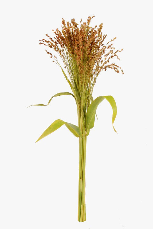 Champagne Broom Corn Foliage & Greens