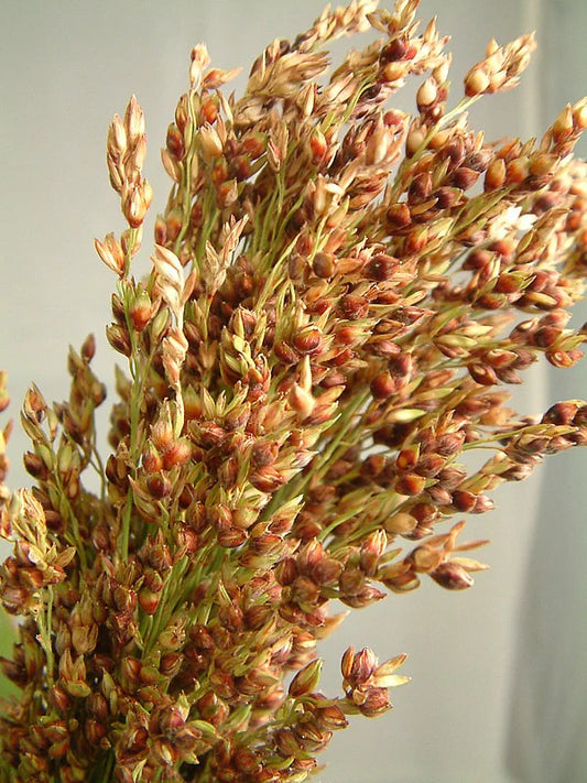 Broom Corn