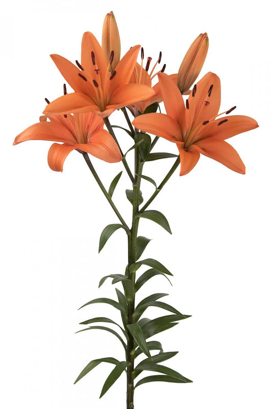 Orange Brunello Asiatic Lilies