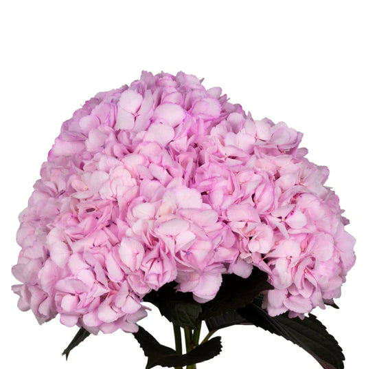 Light Pink Bubble Gum Pink Hydrangea