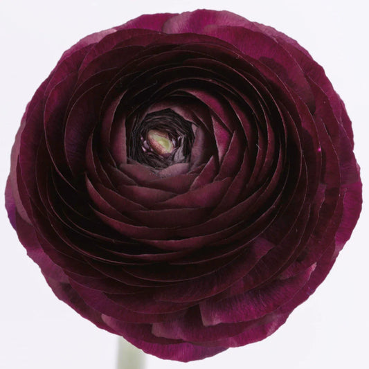 Burgundy Ranunculus