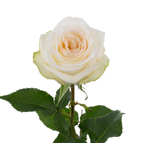 White Candle Light Roses