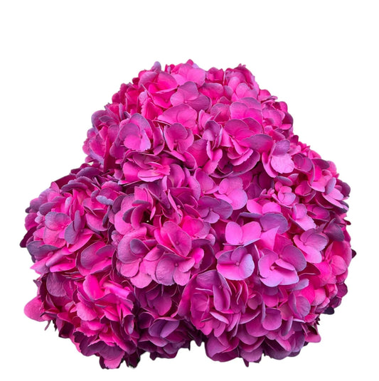 Hot Pink Caribbean Fuchsia Hydrangea