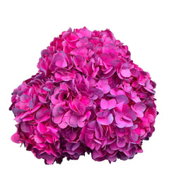 Hot Pink Caribbean Fuchsia Hydrangea