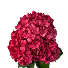 Hot Pink Cherry Passion Hydrangea