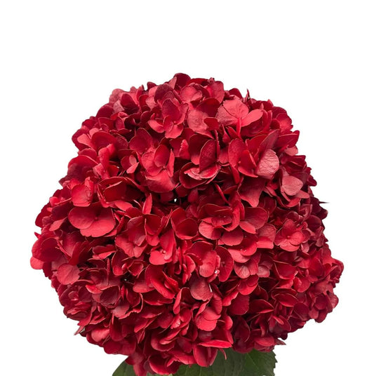 Christmas Red Hydrangea