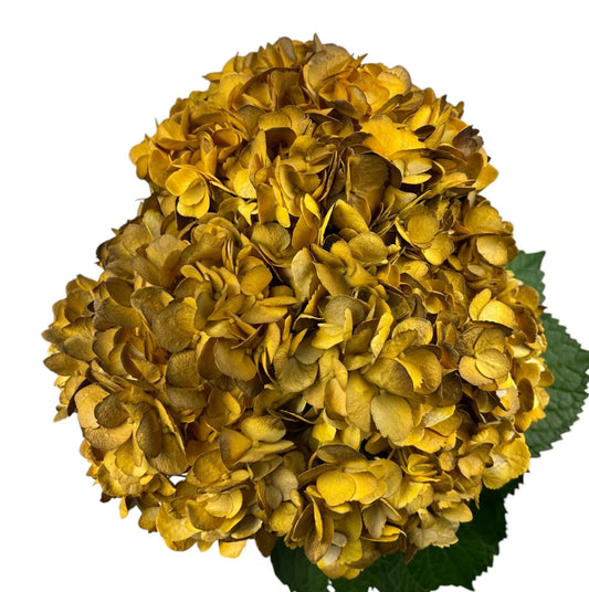 Yellow Cocoa Dusk Hydrangea
