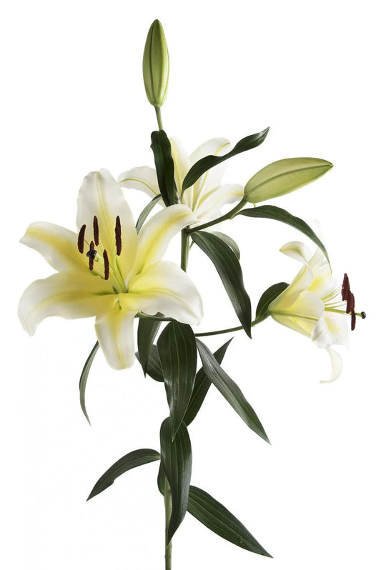 Yellow Concador Oriental Lilies