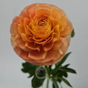 Coral Ranunculus
