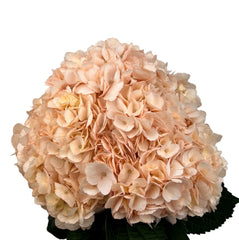 Peach Coral Peach Hydrangea