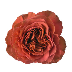 Expresion coral