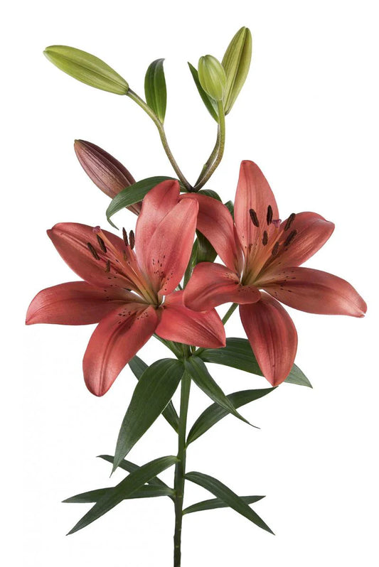Red Corleone Asiatic Lilies