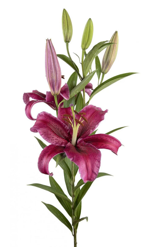 Burgundy Corvara Oriental Lilies
