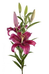 Burgundy Corvara Oriental Lilies