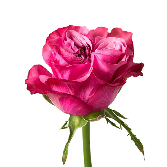 Pink Country Blues Garden Rose