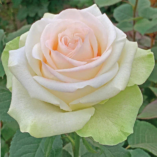 White Country Candy Roses