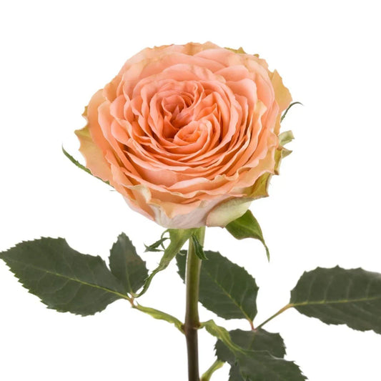 Peach Country Home Garden Rose