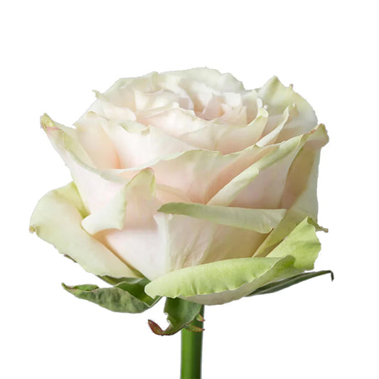 White Country Secret Garden Rose