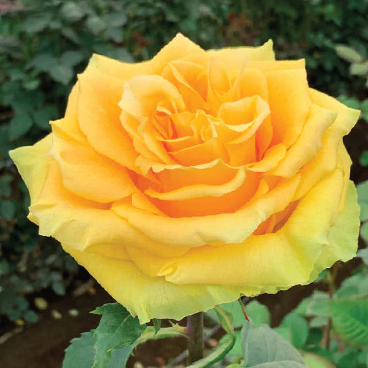 Yellow Country Sun Roses