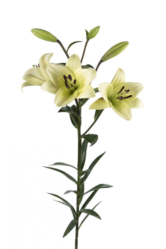 Yellow Courier Asiatic Lilies