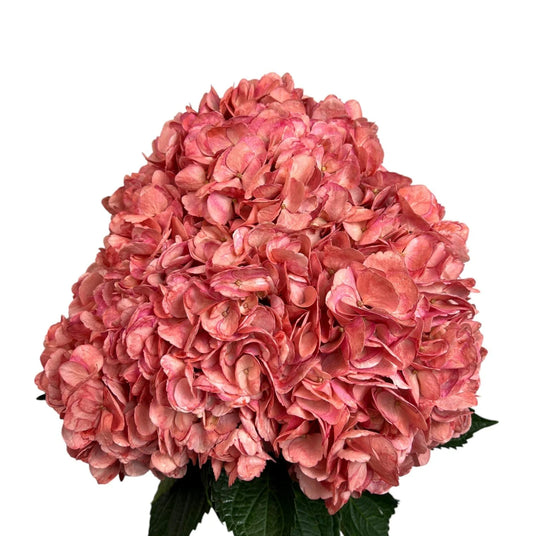 Red Cranberry Hydrangea