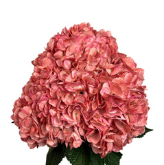 Red Cranberry Hydrangea