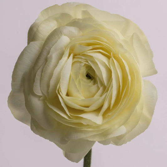 Cream Ranunculus